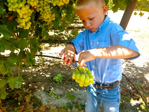 picking green grapes
